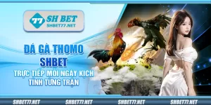 Đá gà Thomo Shbet – Trực tiếp mỗi ngày kịch tính từng trận