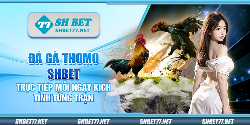 Đá gà Thomo Shbet – Trực tiếp mỗi ngày kịch tính từng trận