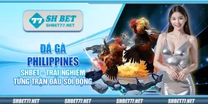 Đá gà Philippines Shbet - Trải nghiệm từng trận đấu sôi động