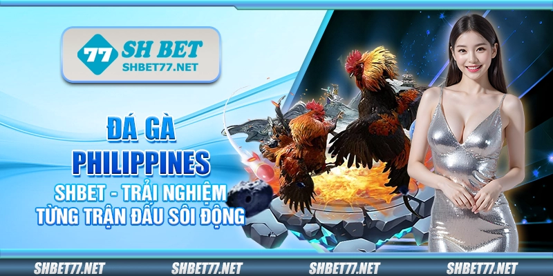 Đá gà Philippines Shbet - Trải nghiệm từng trận đấu sôi động