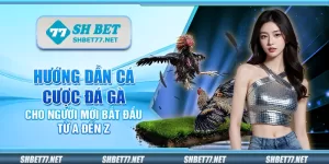 Hướng dẫn cá cược đá gà cho người mới bắt đầu từ A đến Z