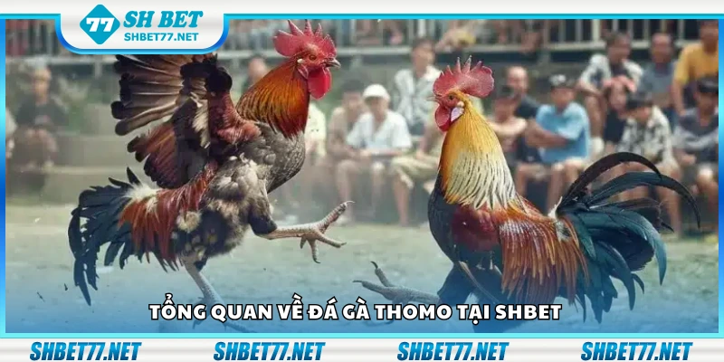 Bao quát về đá gà Thomo tại Shbet