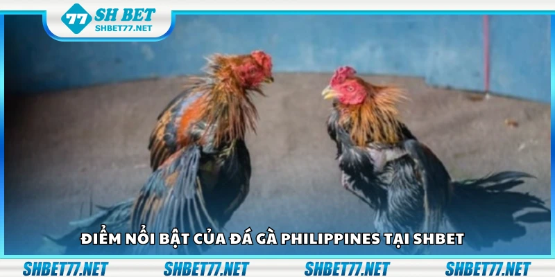 Các điểm nổi bật của đá gà Philippines tại Shbet