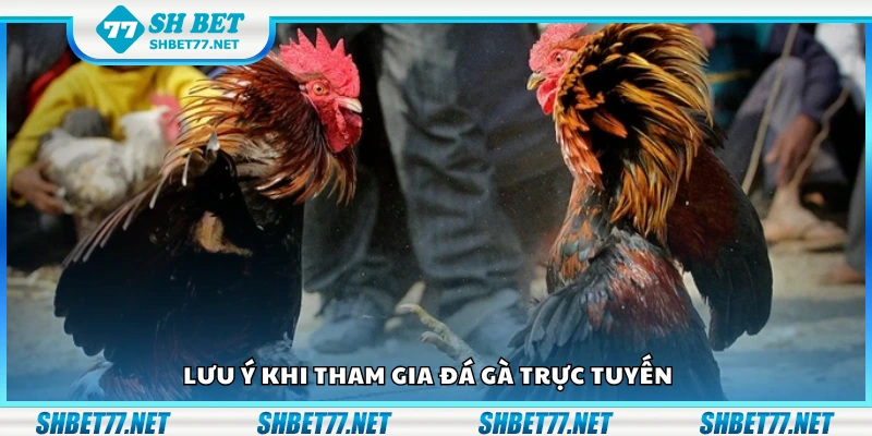 Các lưu ý khi tham gia đá gà trực tuyến