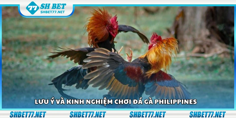 Các lưu ý và kinh nghiệm chơi đá gà Philippines