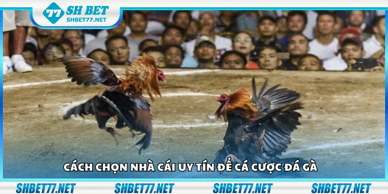 Cách chọn nhà cái uy tín để cá cược đá gà