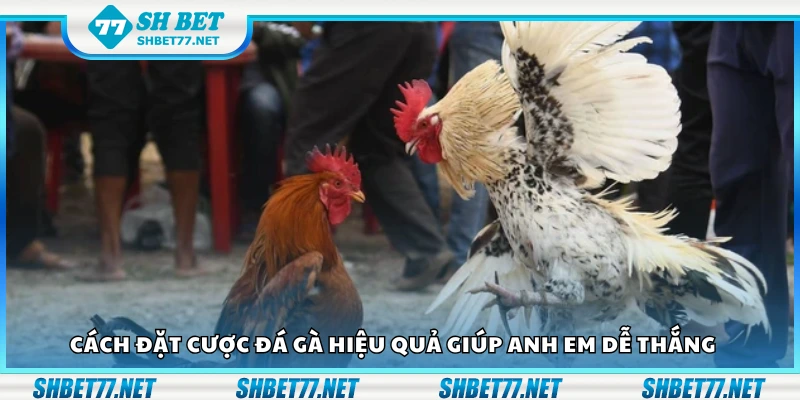 Cách đặt cược đá gà hiệu quả giúp anh em dễ thắng