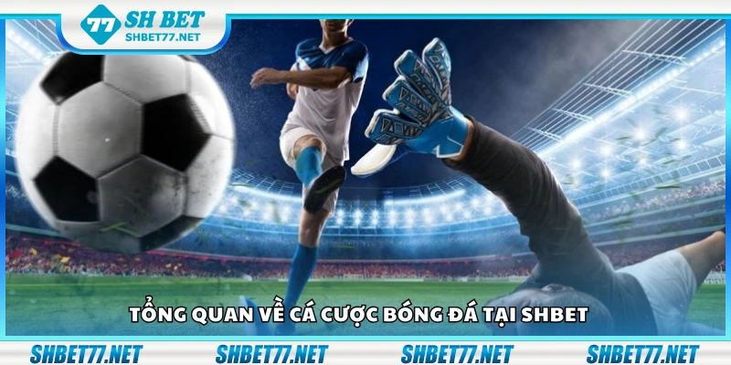 Giới thiệu về cá cược bóng đá tại Shbet