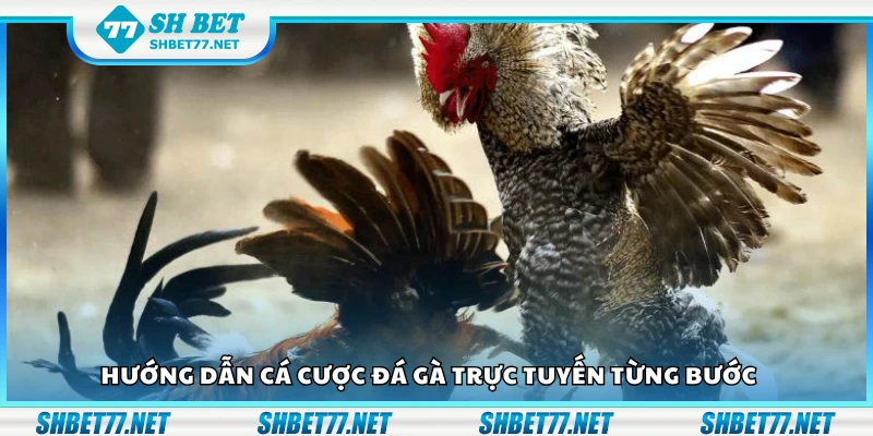 Hướng dẫn cá cược đá gà trực tuyến từng bước