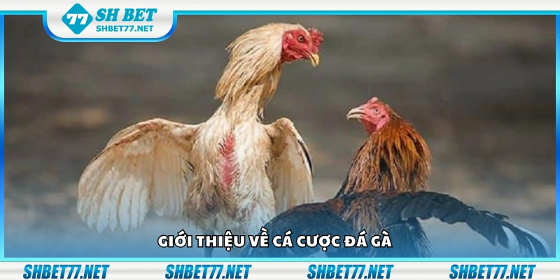 Khái quát về cá cược đá gà