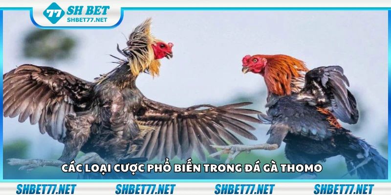 Một số loại cược phổ biến trong đá gà Thomo