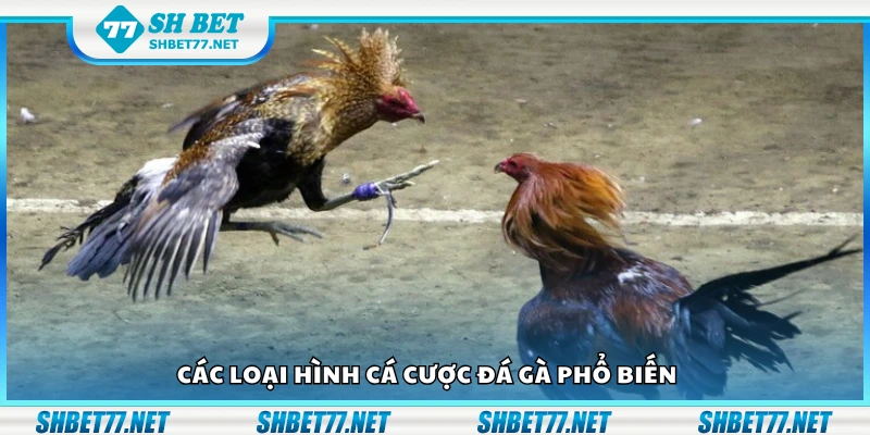 Một số loại hình cá cược đá gà phổ biến