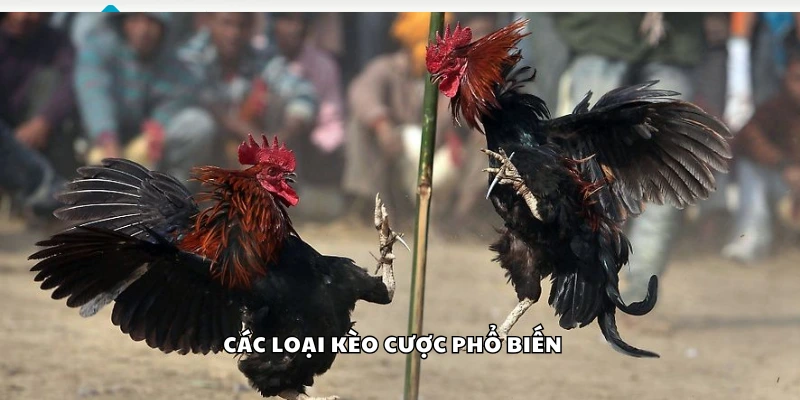 Một vài loại kèo cược phổ biến