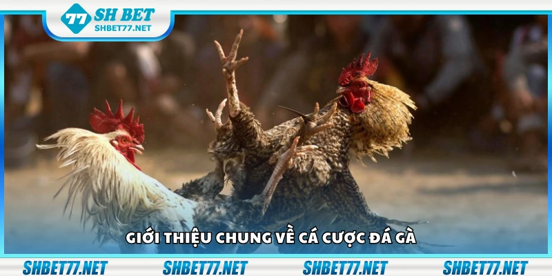 Tìm hiểu chung về cá cược đá gà