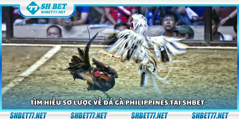 Tìm hiểu về đá gà Philippines tại Shbet
