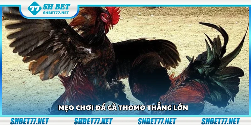 Top mẹo chơi đá gà Thomo thắng lớn