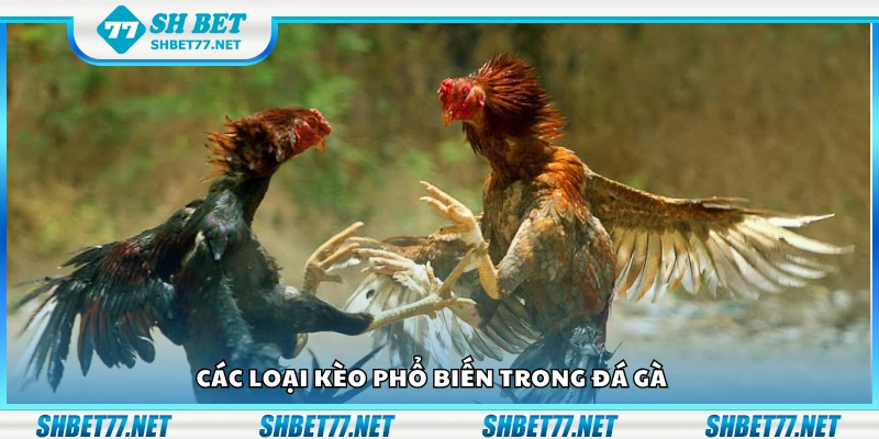 Vài loại kèo phổ biến trong đá gà
